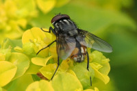 Musca-autumnalis